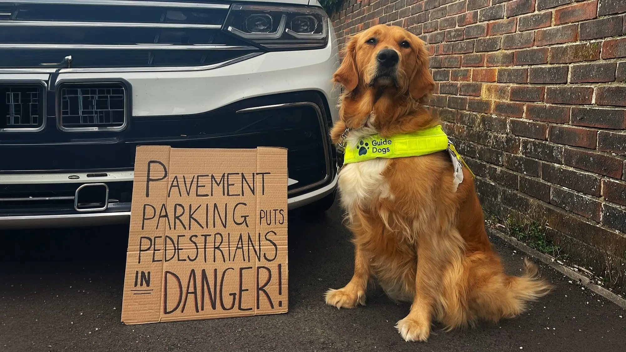 Guide dog Luna sitting in front of a large car blocking the pavement. Next to her is a cardboard sign saying "Pavement parking puts pedestrians in danger!"