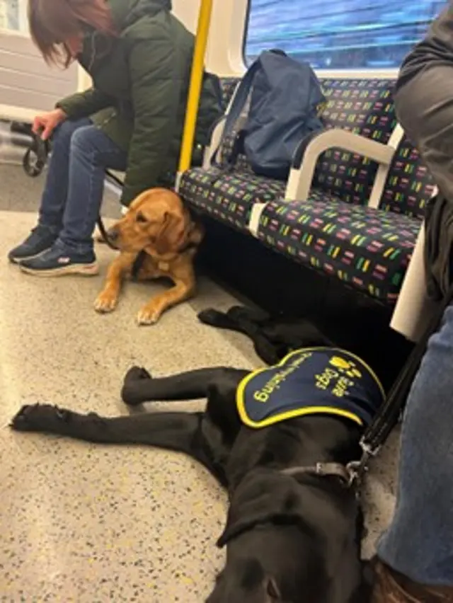 Yellow labrador x golden retriever puppy, Hayden, and black labrador Dusty lay down on the tube, with their puppy raisers sat on the chair next to them holding their leads