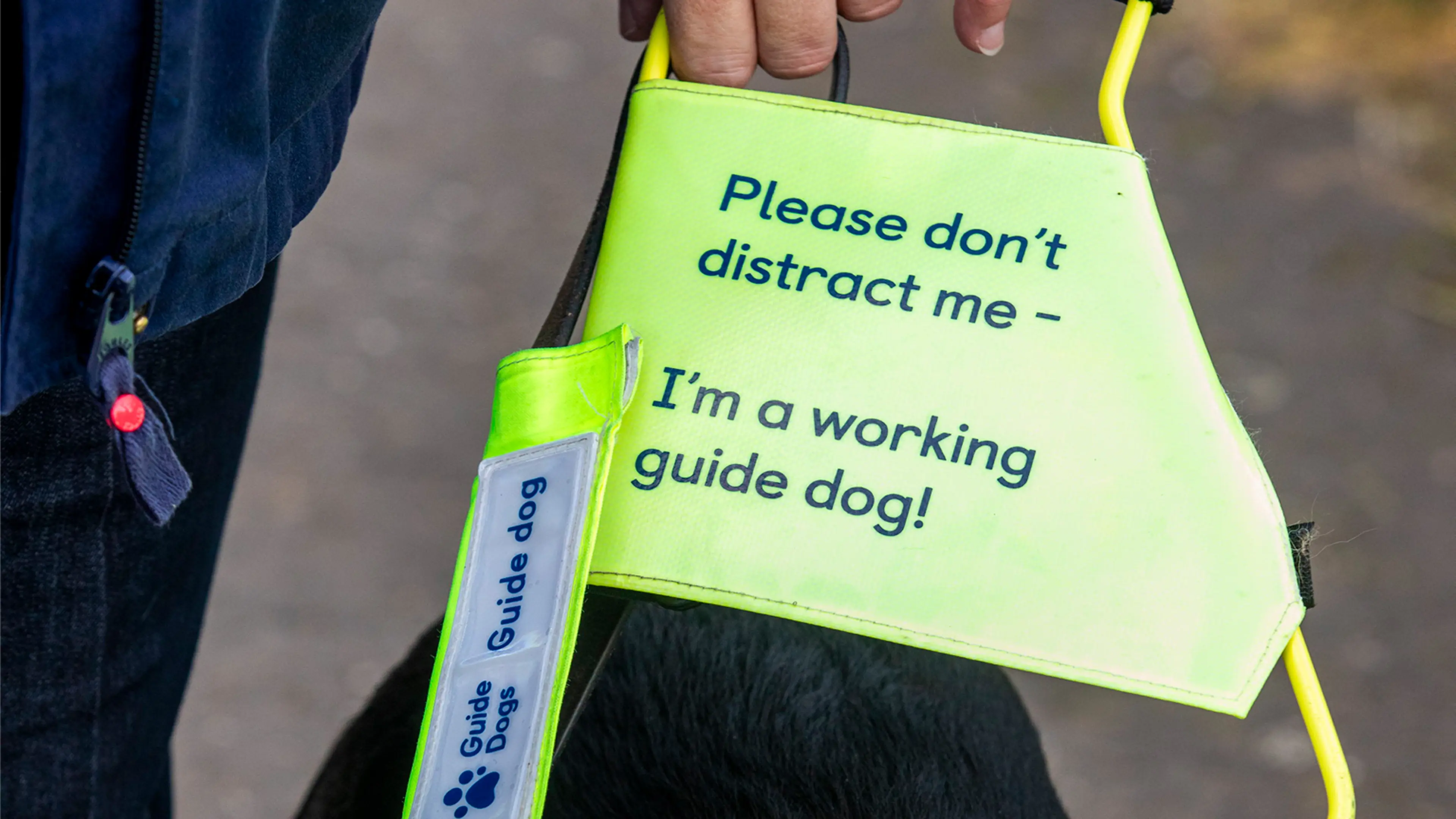 A closeup of the Guide Dogs harness being worn by a black Labrador, with the yellow flash and writing clearly visible. 