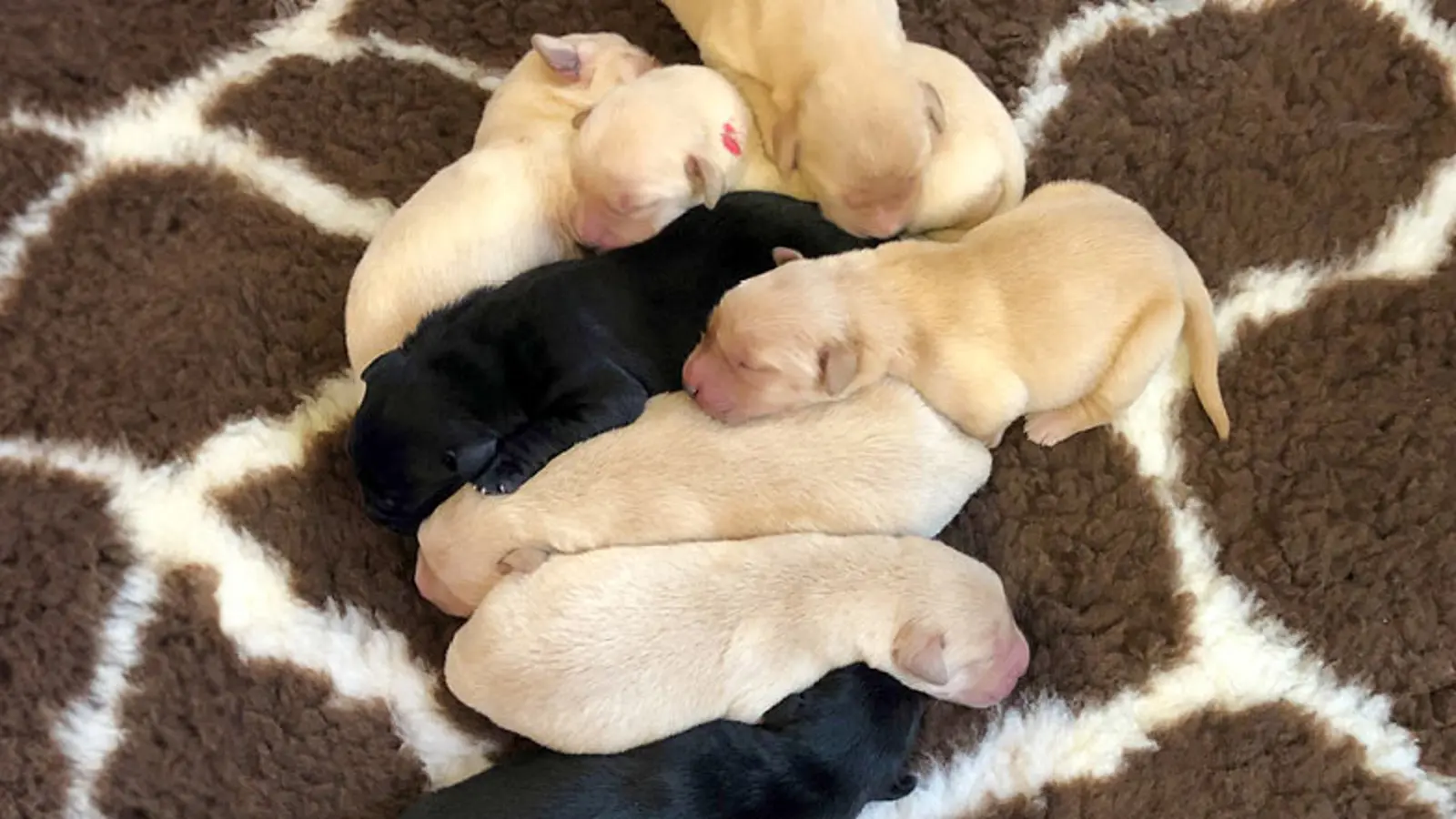 Jasper and his litter lying together on a blanket