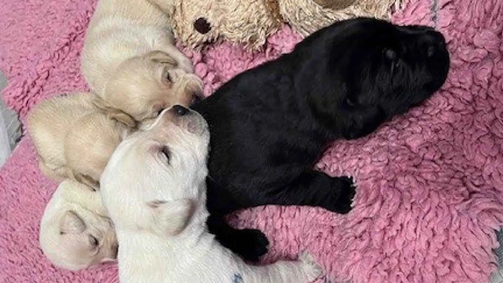 Norman and his litter lying on a pink fluffy blanket