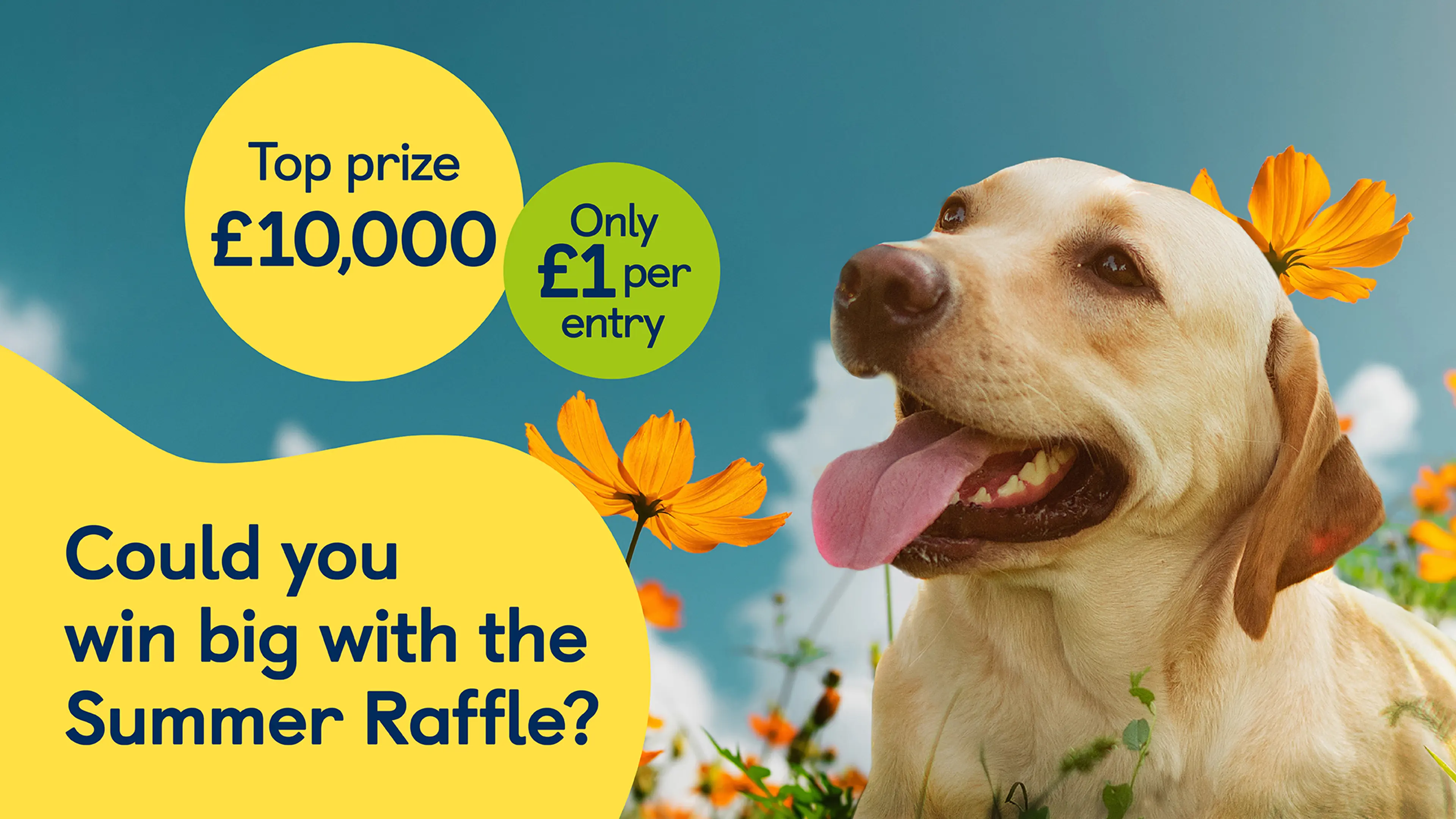 Golden Labrador with its mouth open and tongue sticking out looking towards the summer raffle top prize bubble of £10,000 and text 'Only £1 per entry'. 