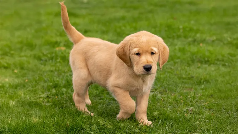 Labrador/retriever cross Darcy walking on a grassy area.