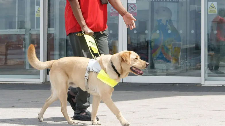 A man walking a guide dog.