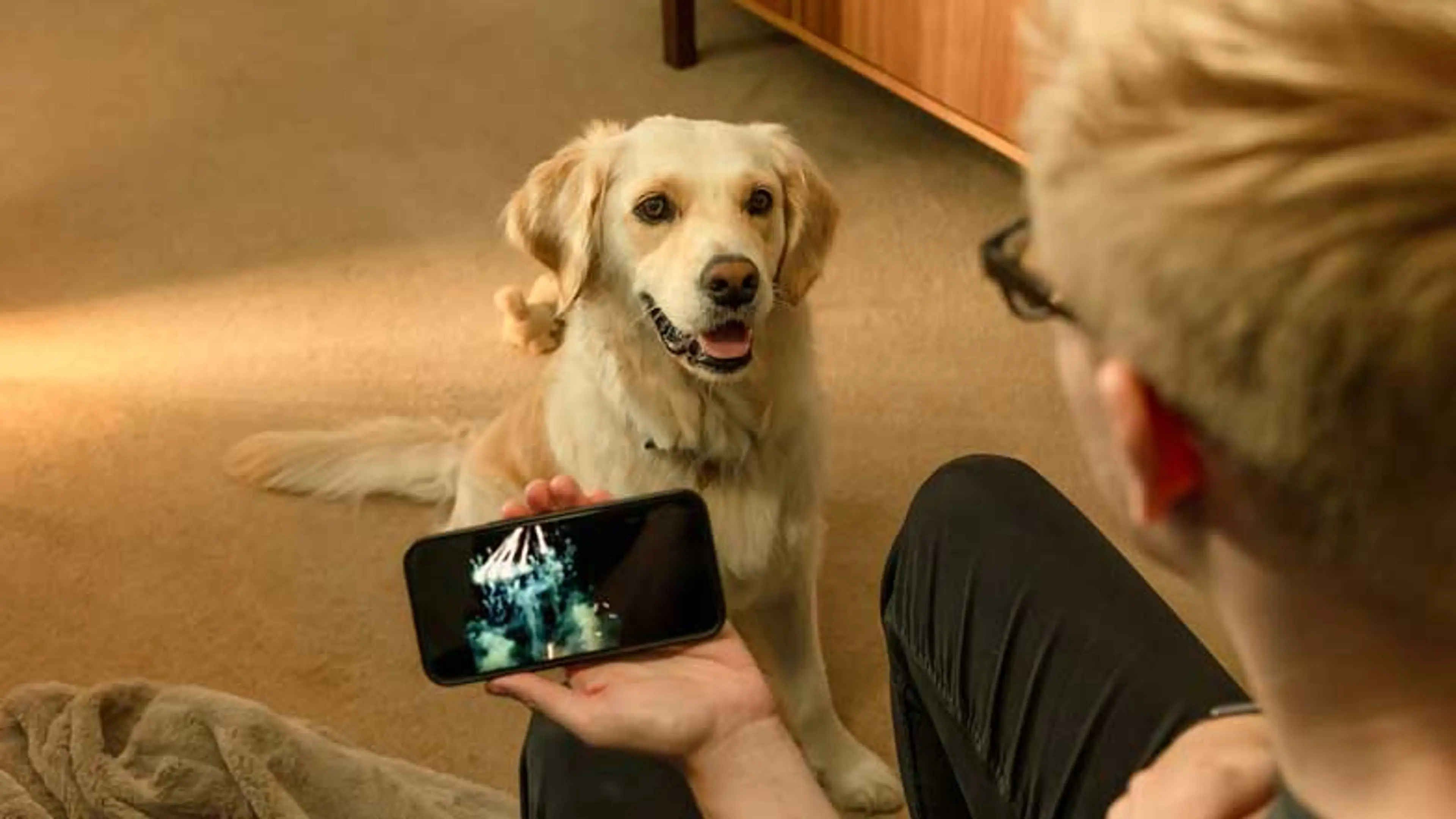 A man playing firework video sounds on his phone whilst his golden retriever listens
