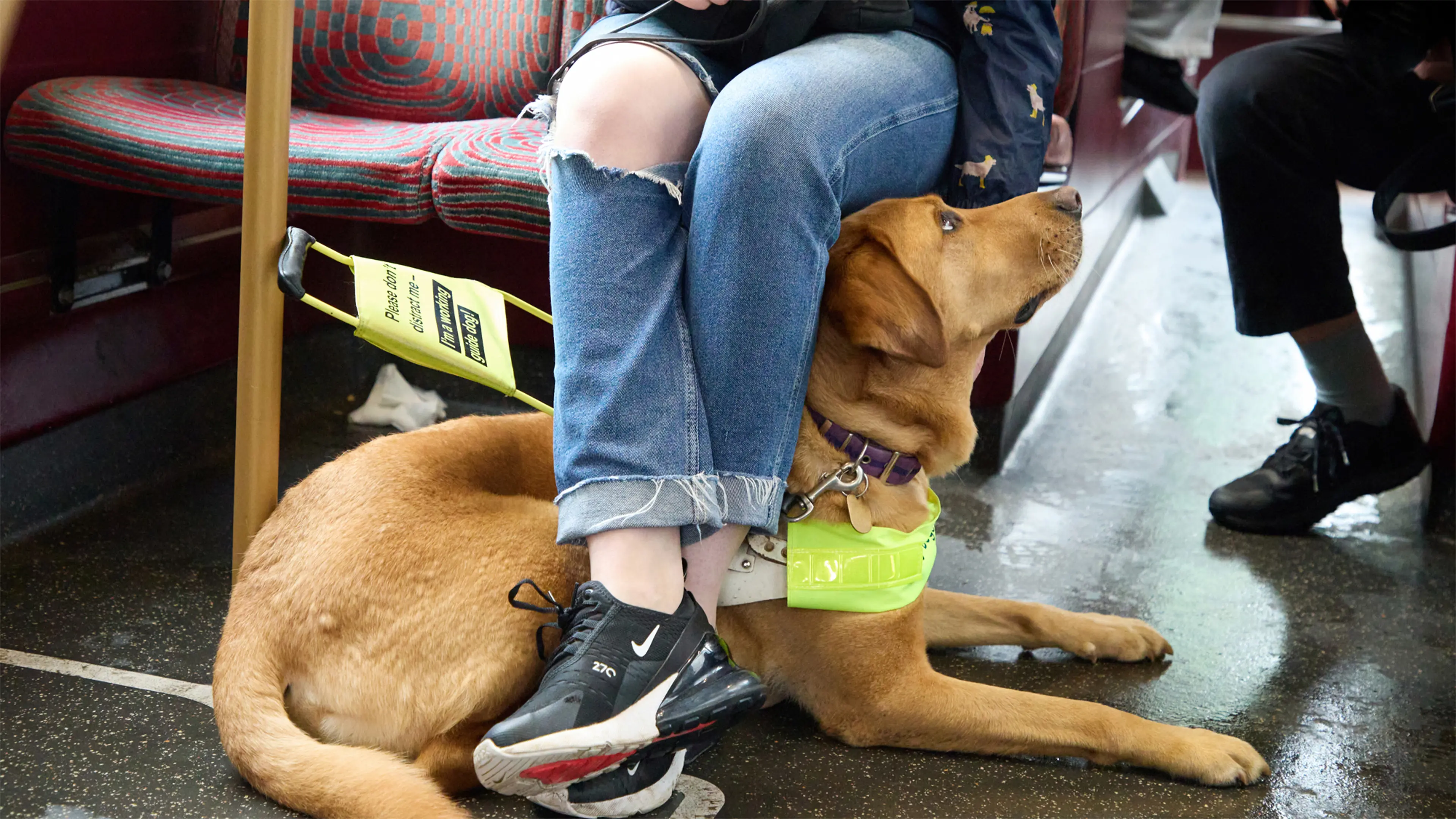 Labrador retriever guide dog Archie lies under his guide dog owner's legs on a London bus. 