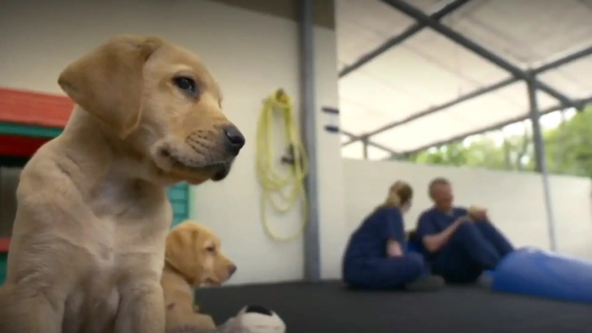 A puppy sits close to the camera. In the background Harriet and Martin are sat on the floor.