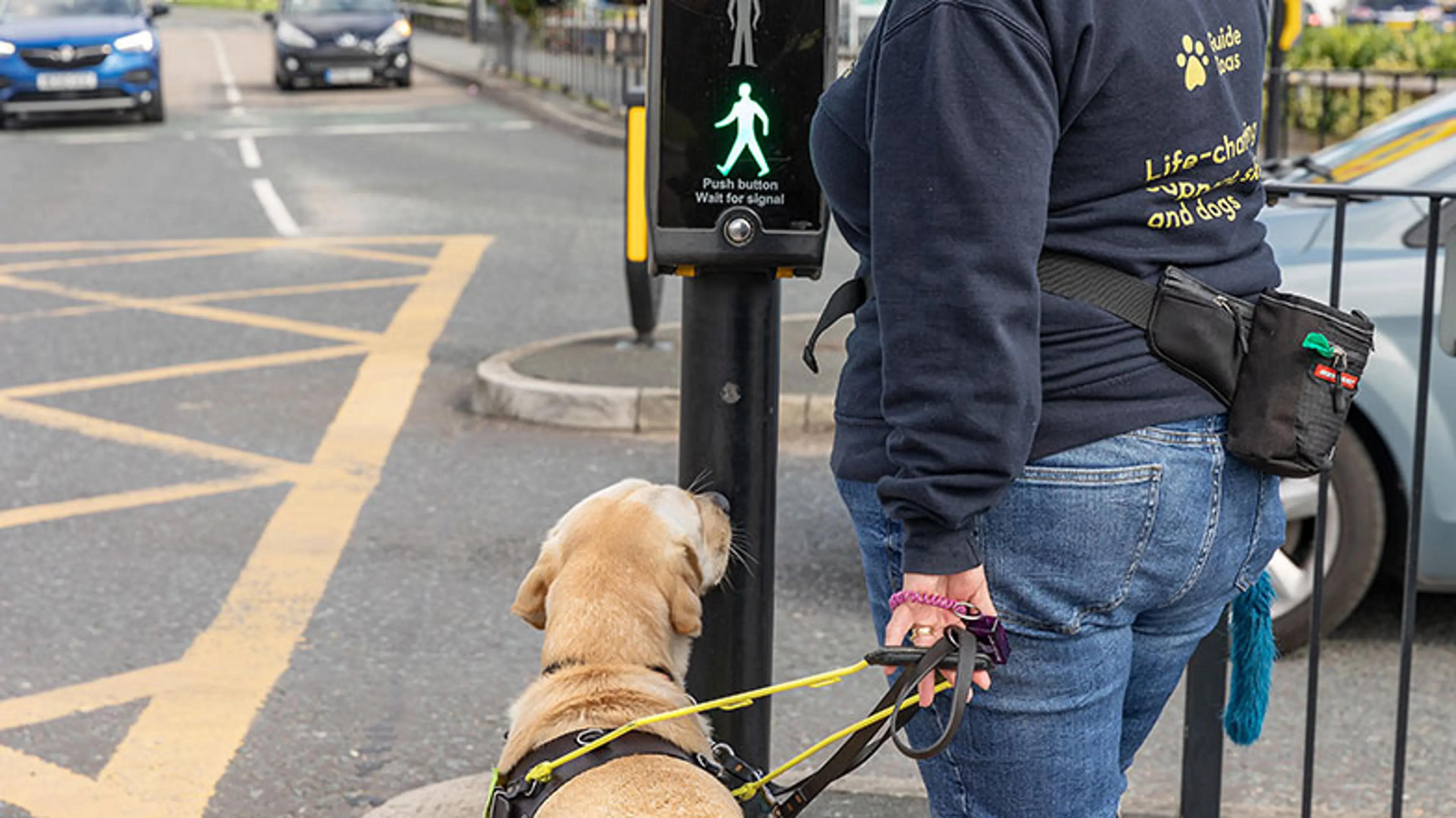 Guide dog being trained to stop at pedestrian crossing.