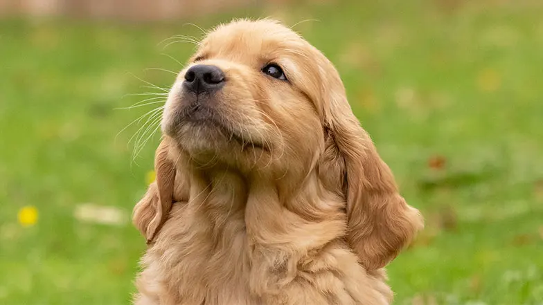Pickle looking up towards the sky.
