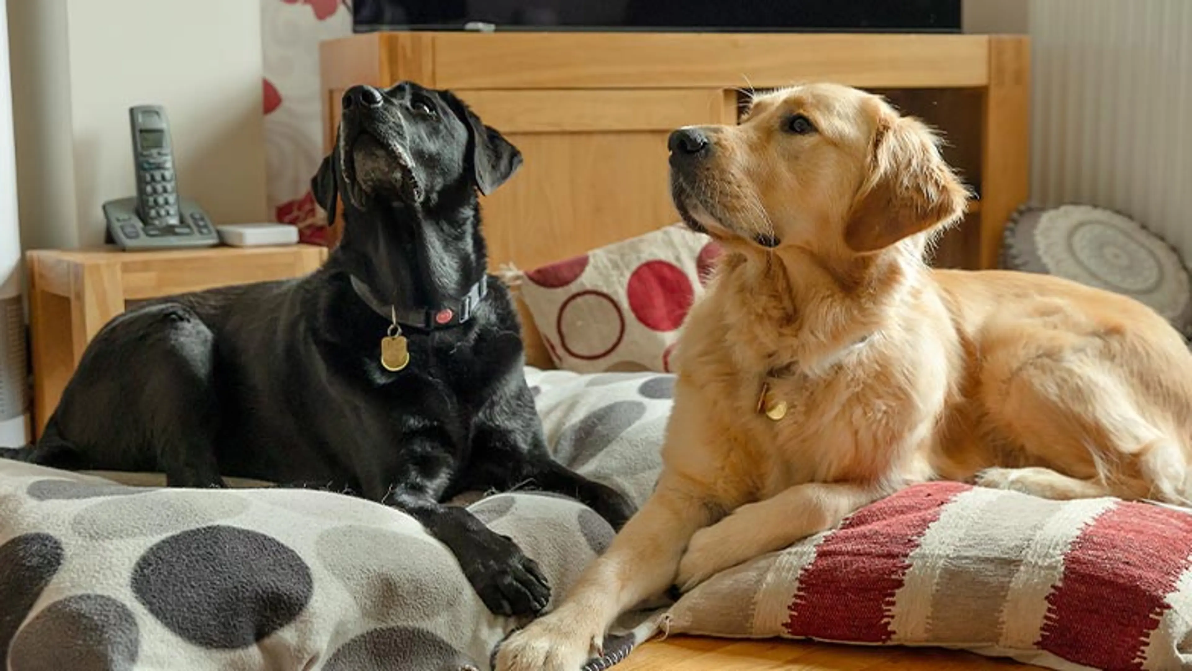A guide dog and retired guide dog relaxing in their living room, on a dog bed.