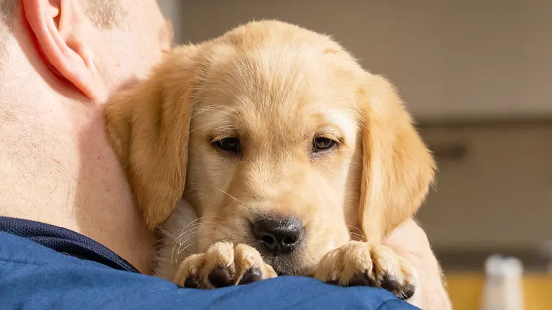 Headshot of Piper being held by a Guide Dogs staff member.