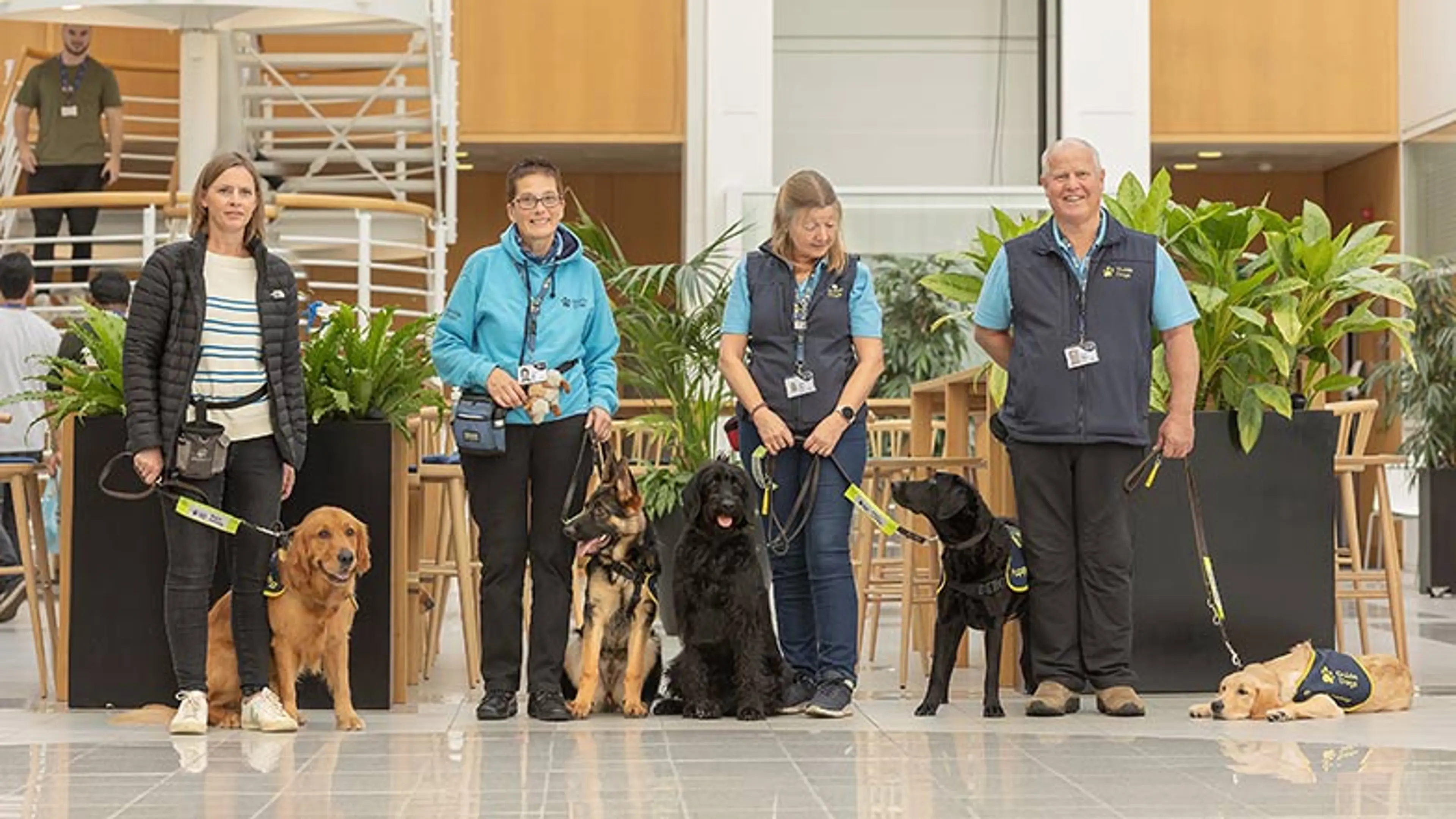 Guide Dogs staff with guide dogs in training of various breeds from Labradors to German Shepherds