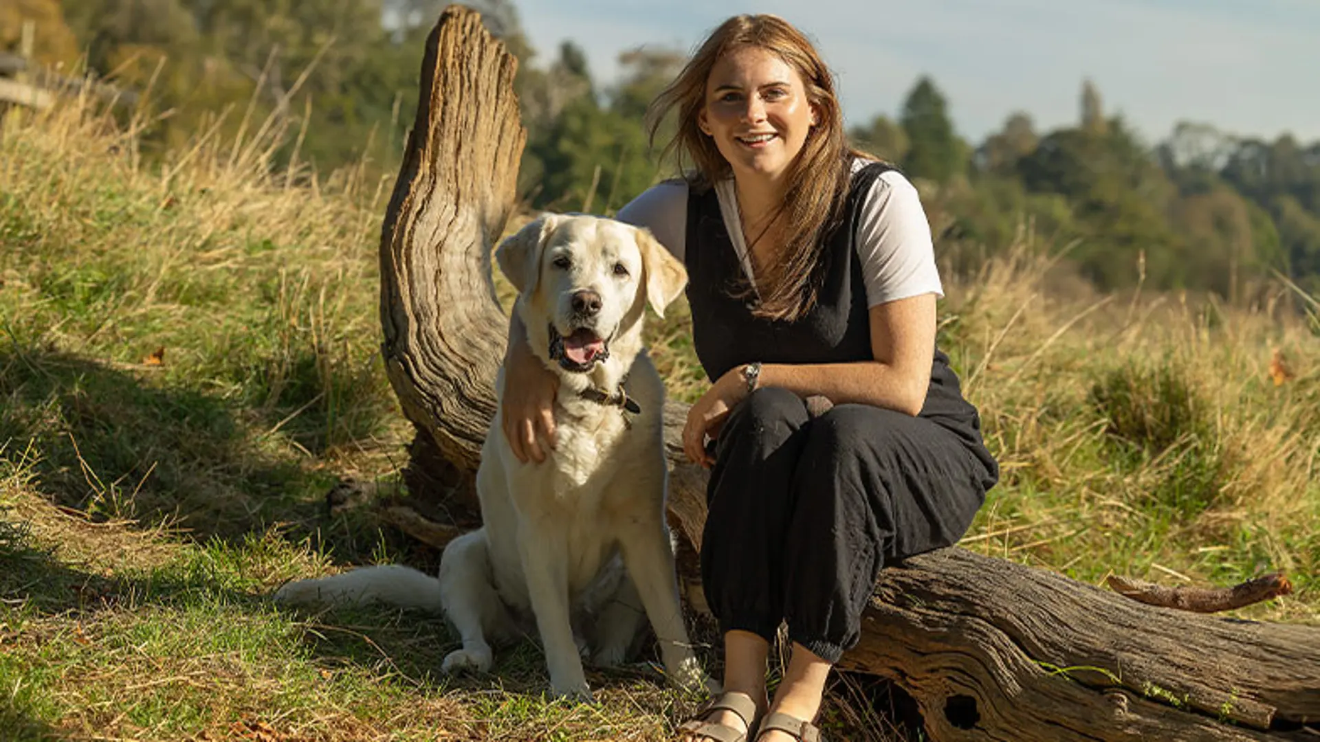 A retired guide dog sitting beside its new owner