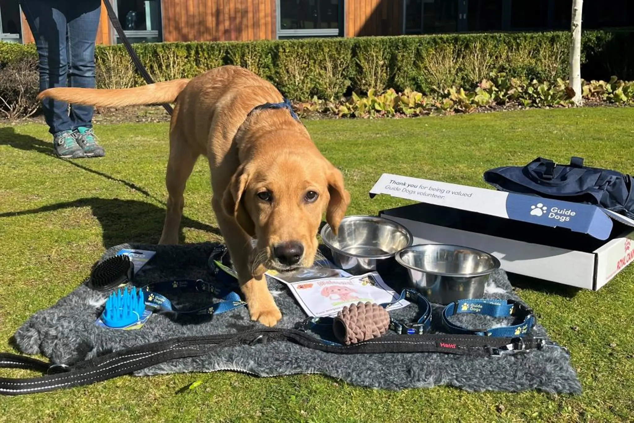 Golden labrador facing the camera standing among puppy pack items on a lawn