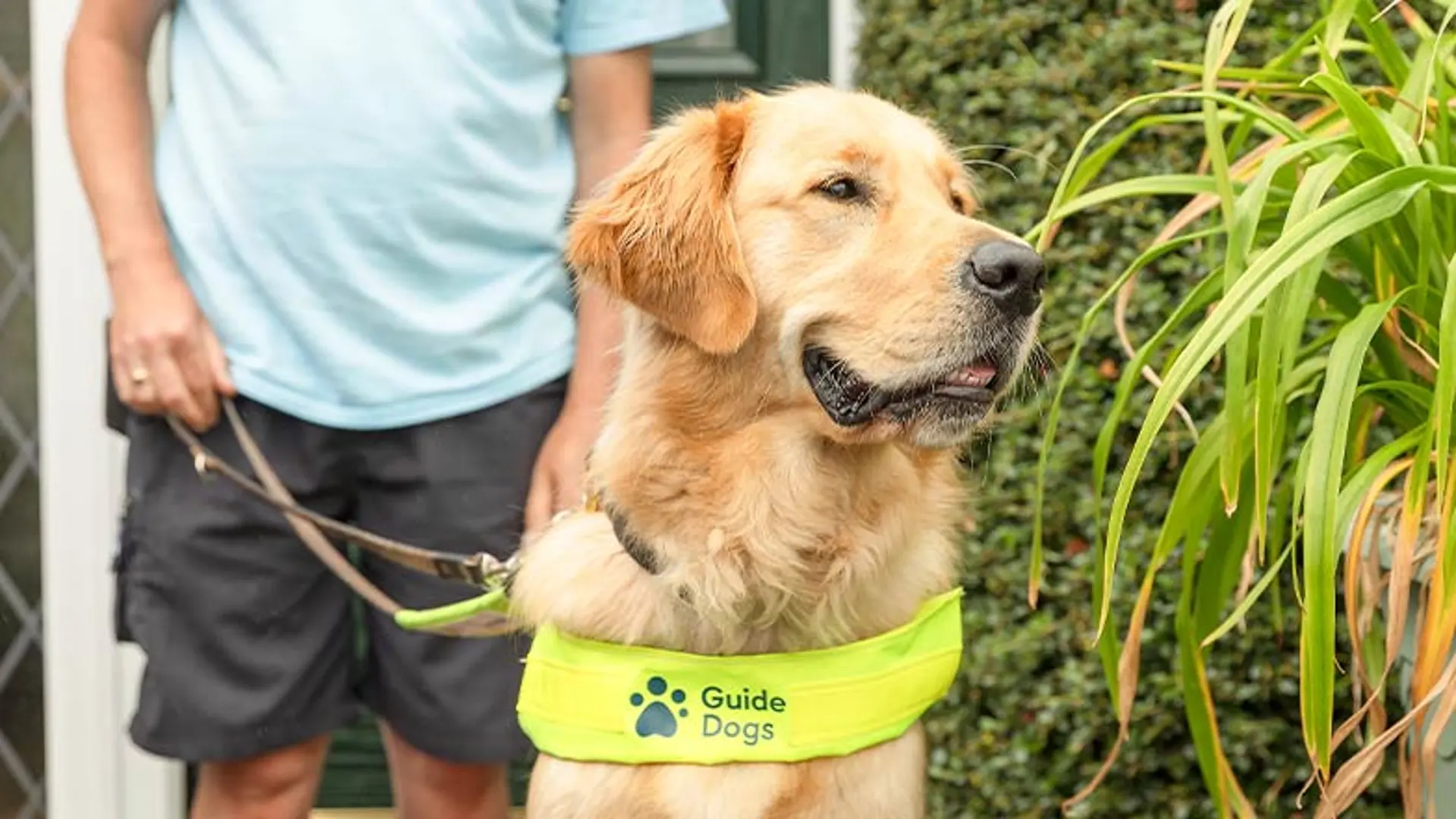 A guide dog owner stands behind his guide dog, outside of their home.
