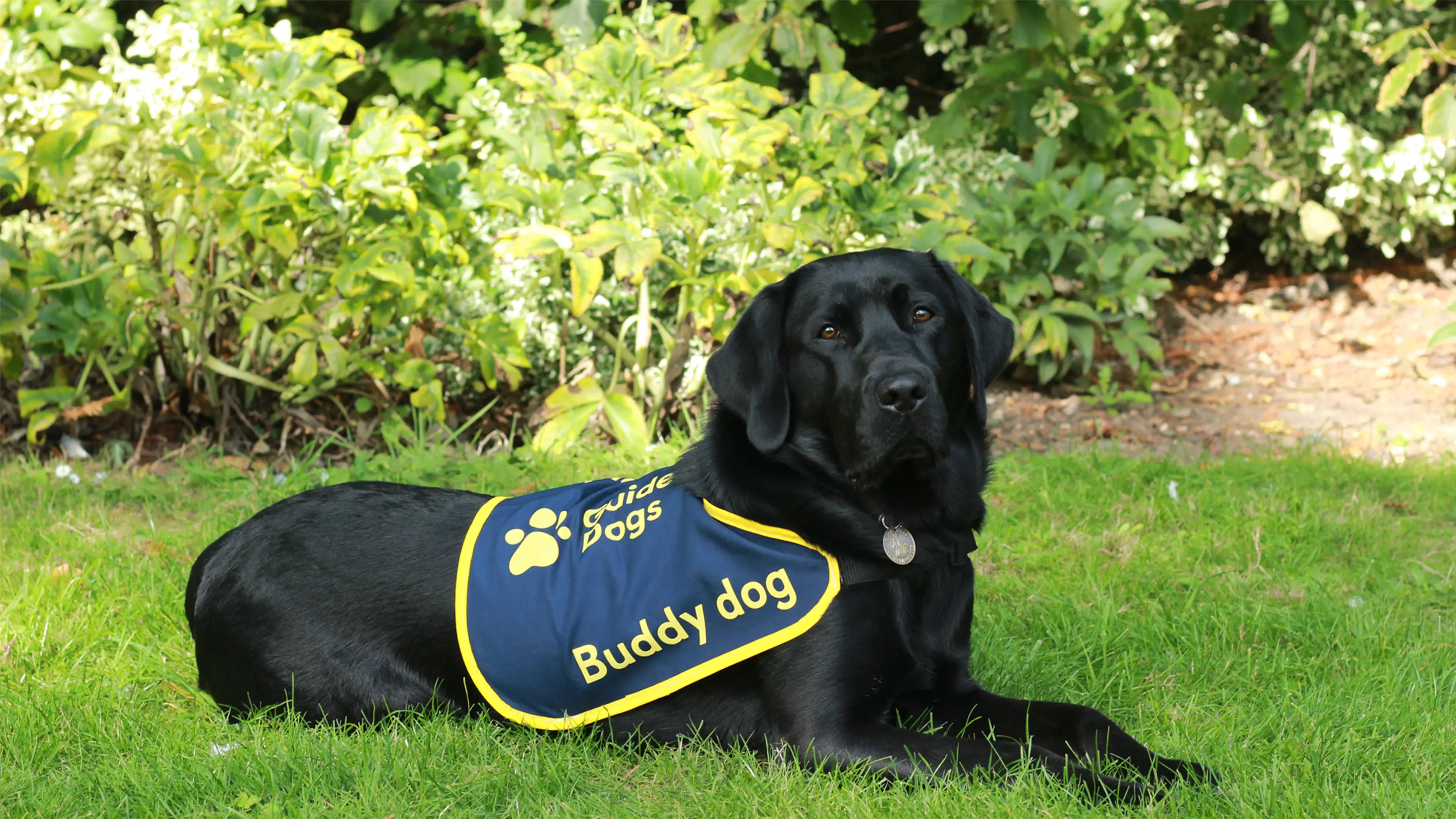 A black Labrador buddy dog lies on the grass. He wears a Guide Dogs branded buddy dog jacket.