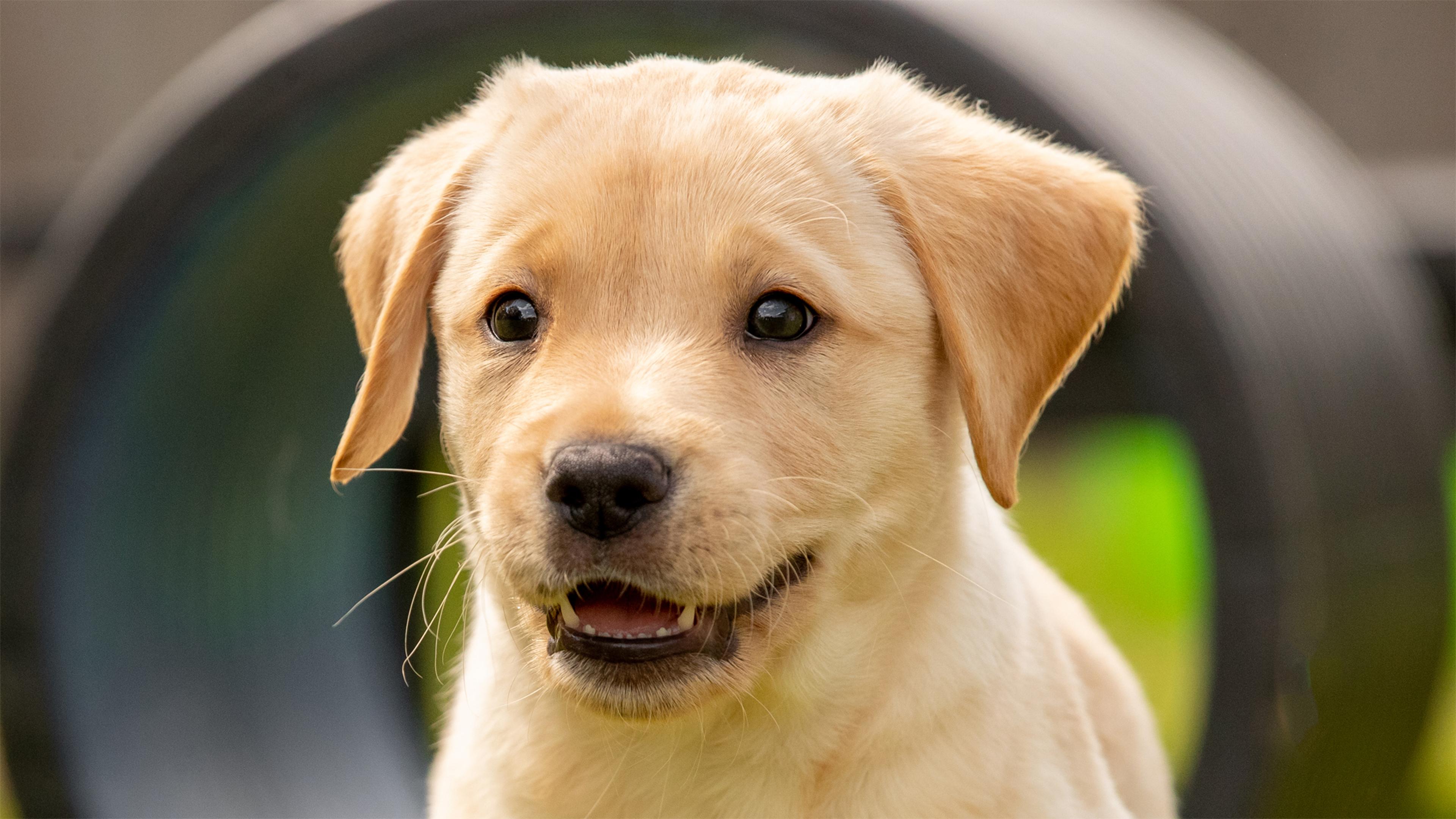 A yellow Labrador guide dog puppy stands looking at the camera. There is a play tunnel in the background.