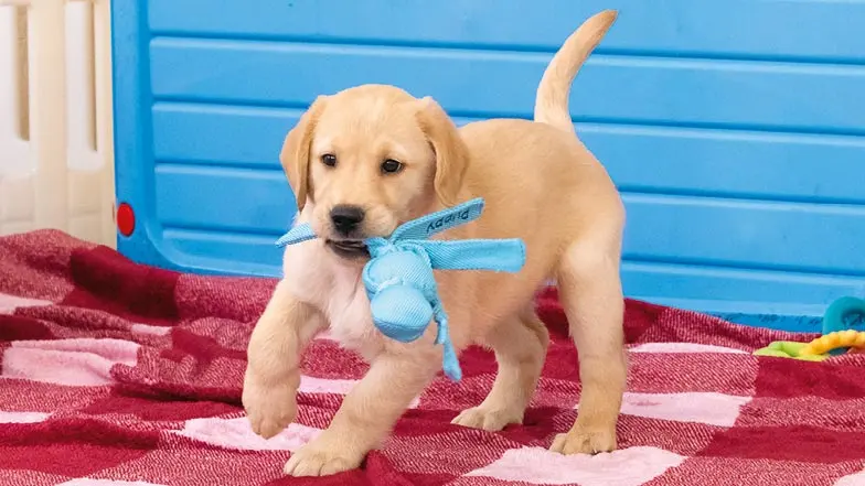 Piper running towards camera holding a soft toy in her mouth.