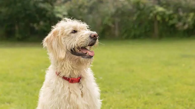 A Labrador cross Poodle sat in an open grass field