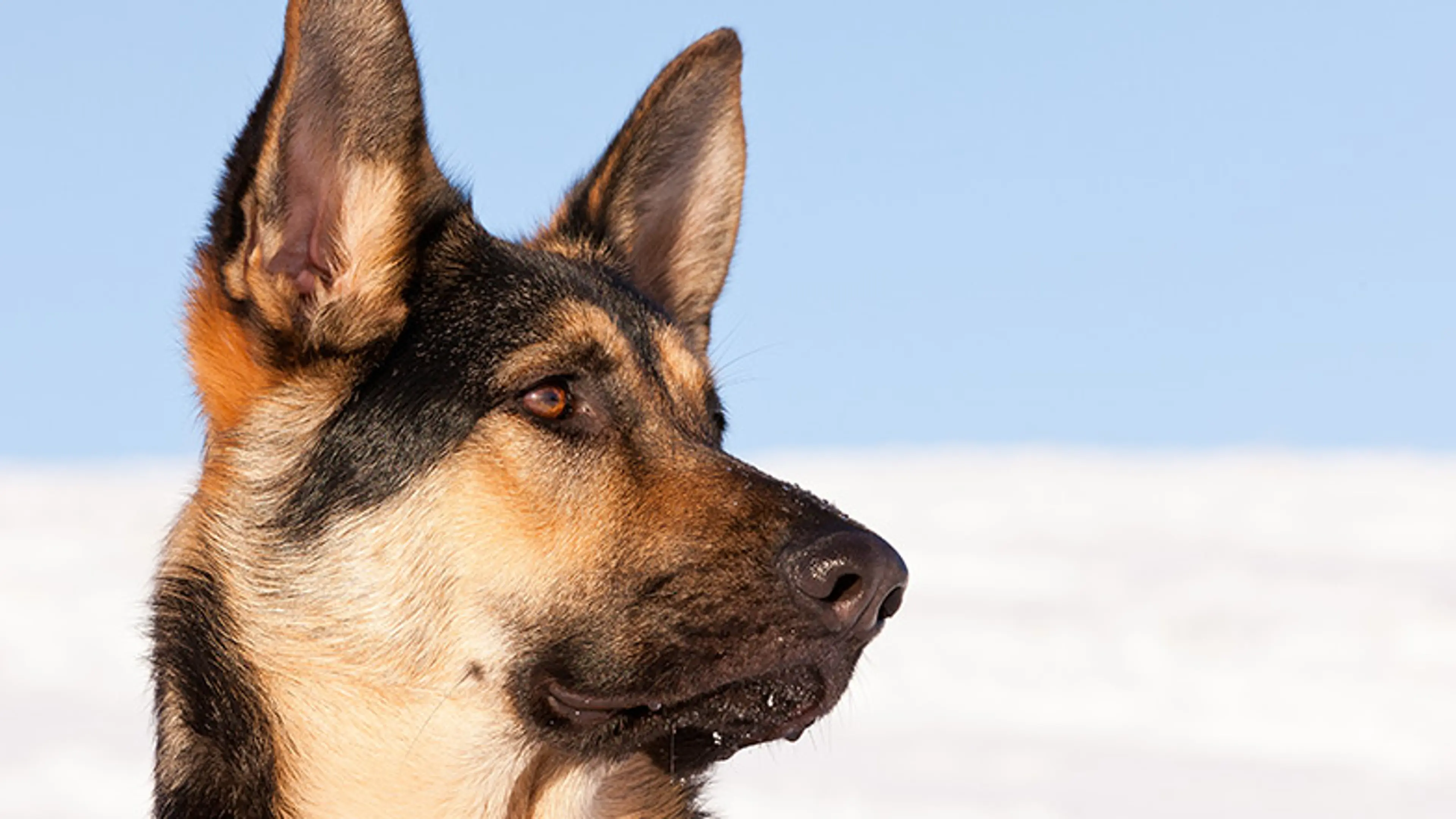 German Shepherd looking away from camera