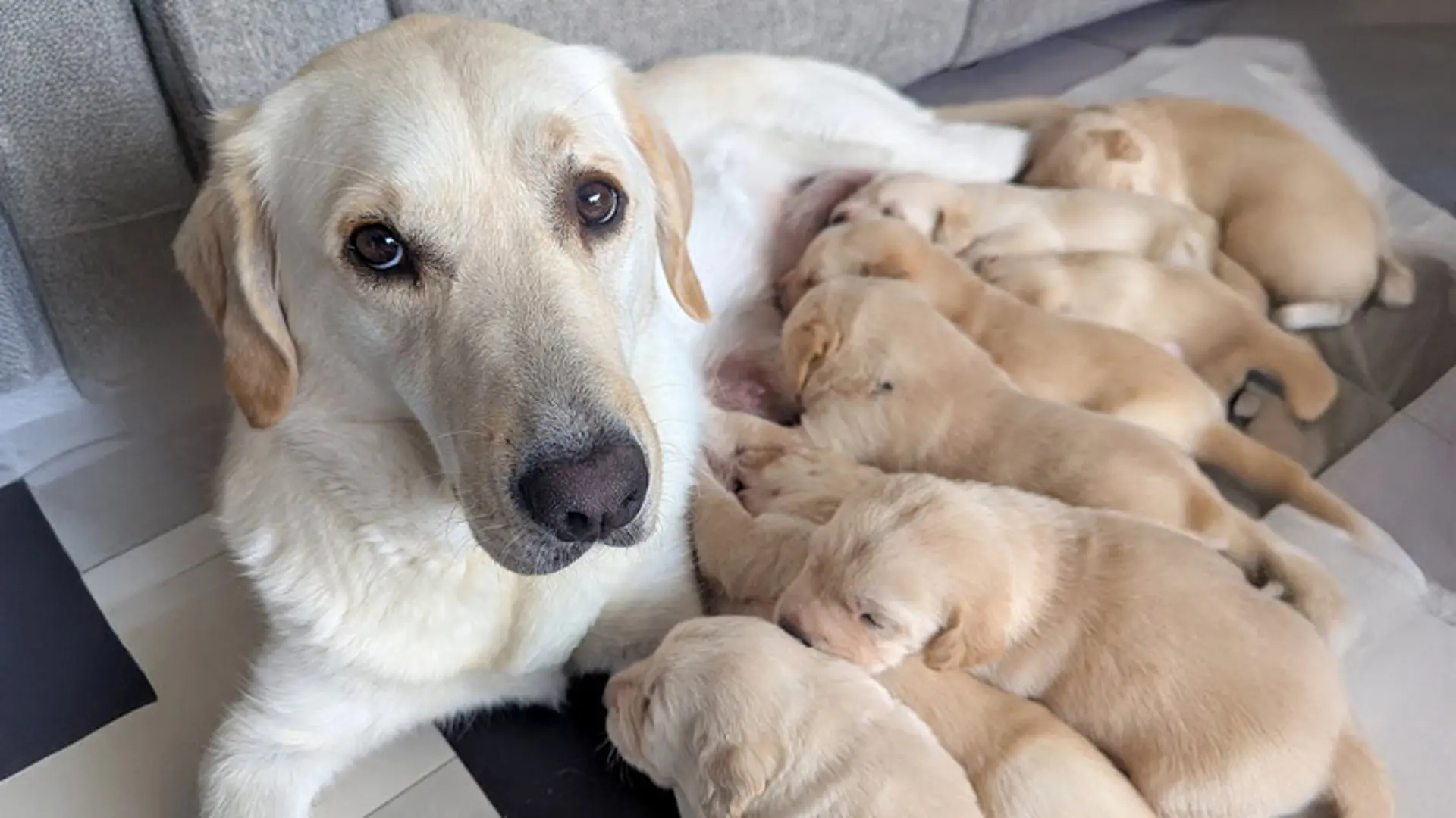 Merry's litter snuggling with their mum.
