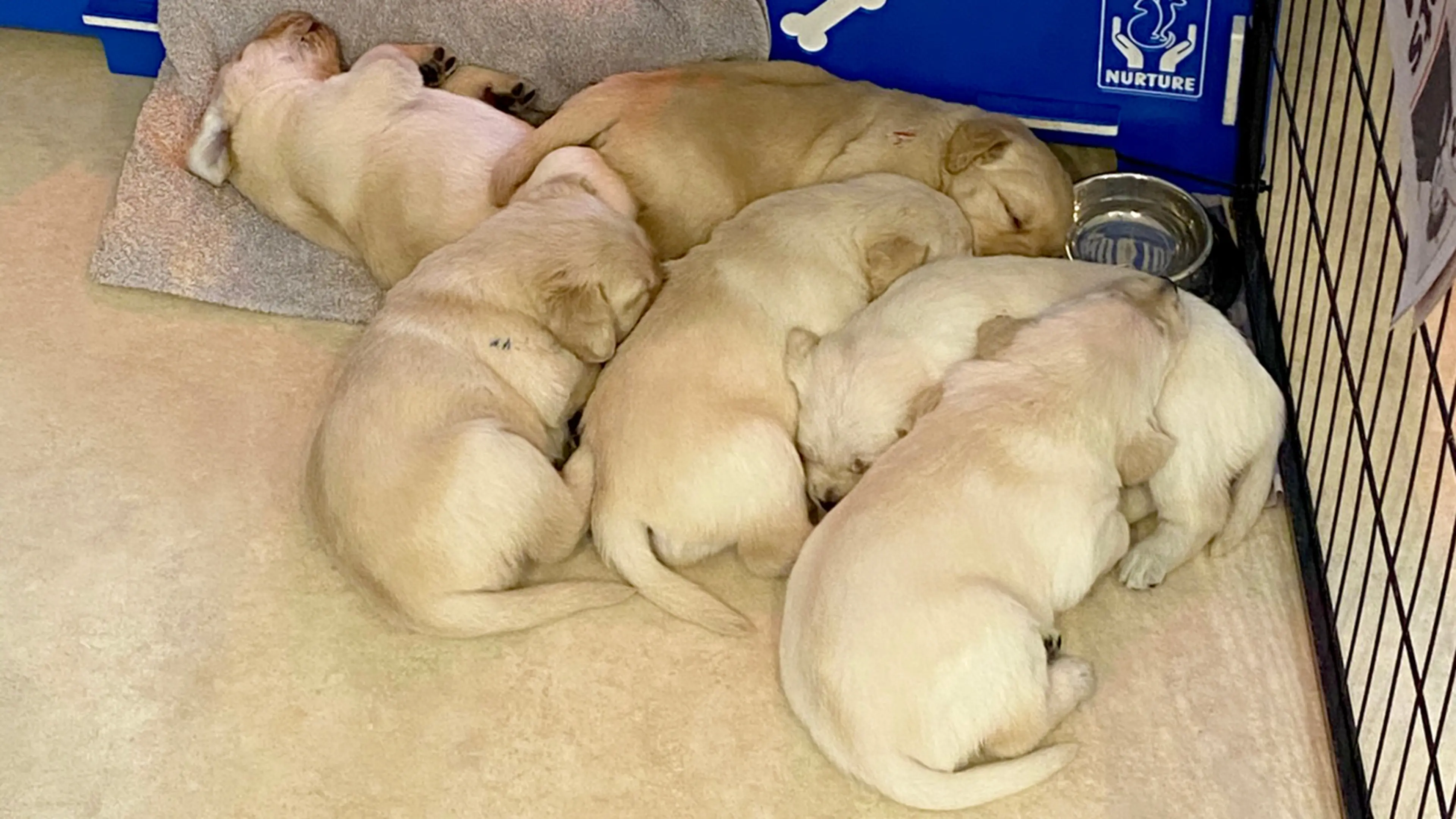 Sunny snuggling with her five littermates.
