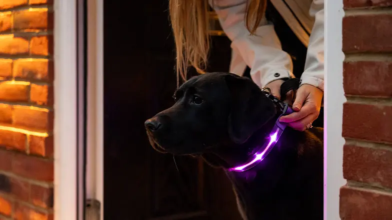 Dog owner attaching a reflective collar to their dog