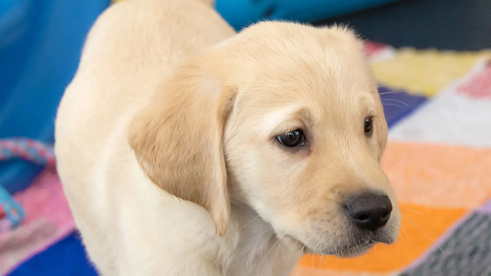 Doris standing on a brightly coloured knitted blanket