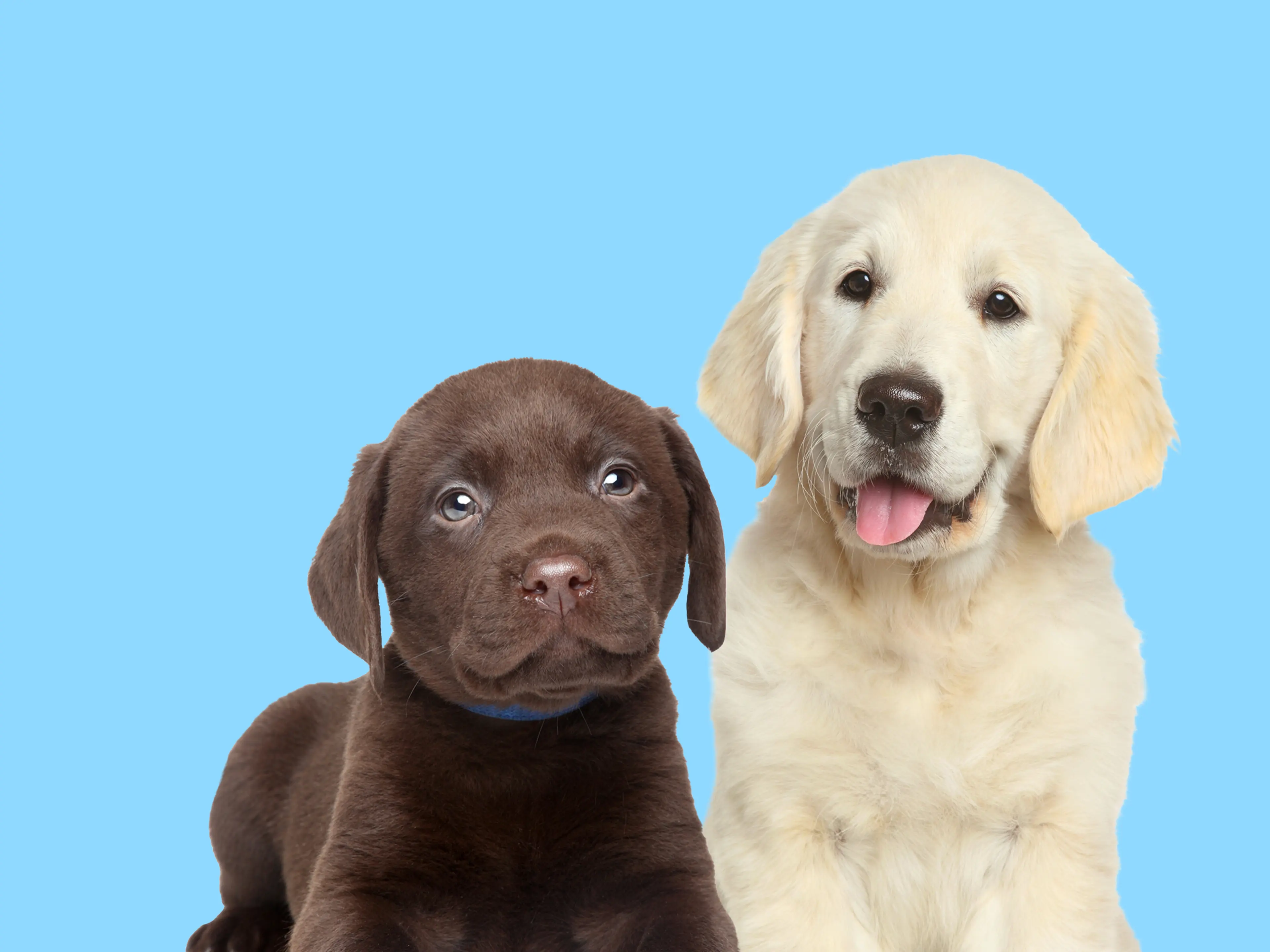 Chocolate brown Labrador puppy and golden retriever sitting beside each other.