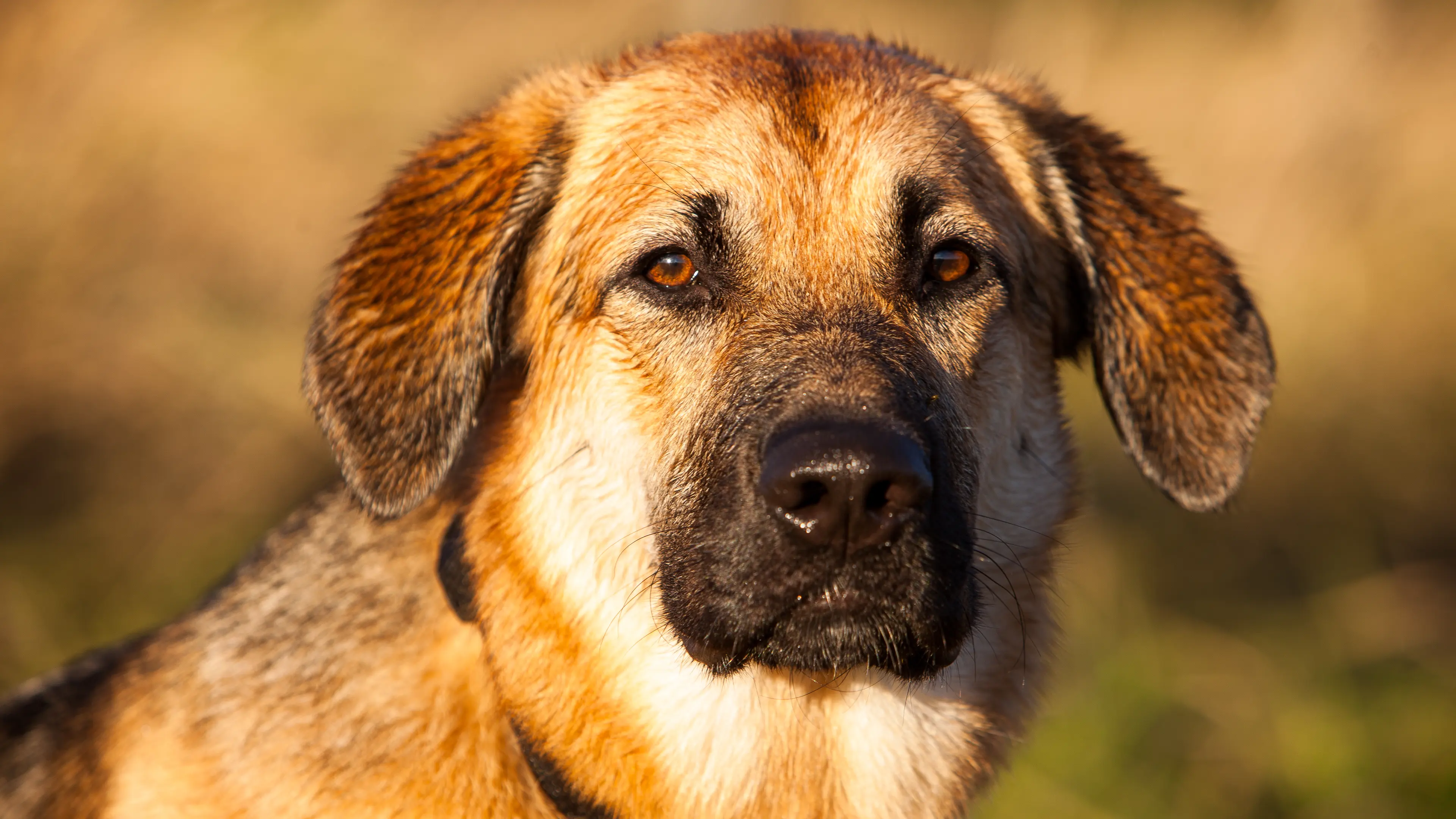 Headshot of a Retriever cross German Shepherd