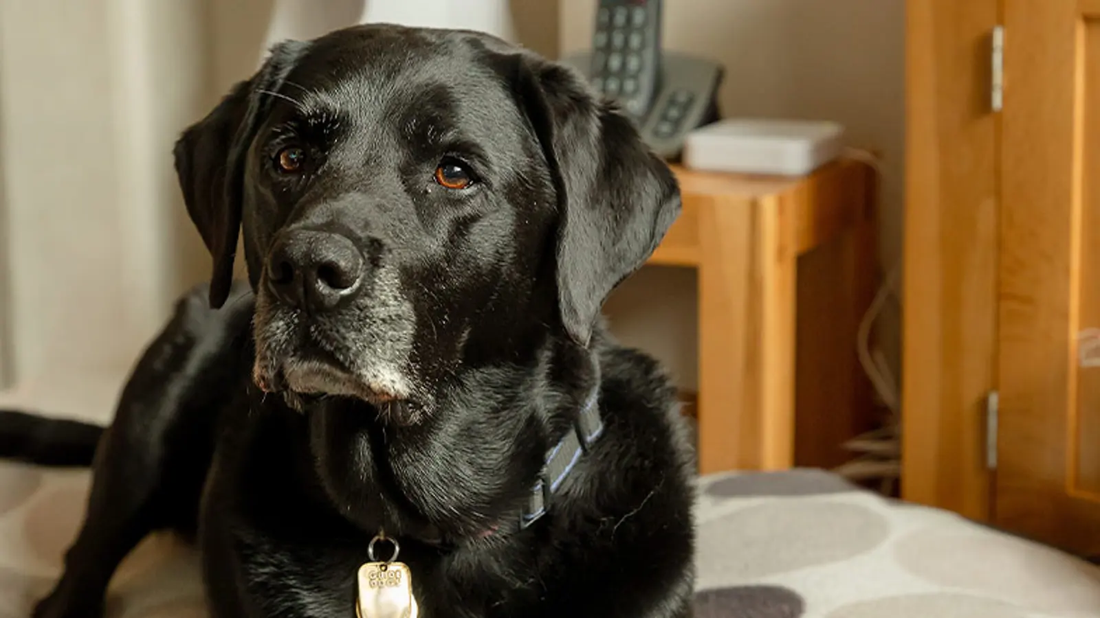 A senior black Labrador relaxes on their dog bed.