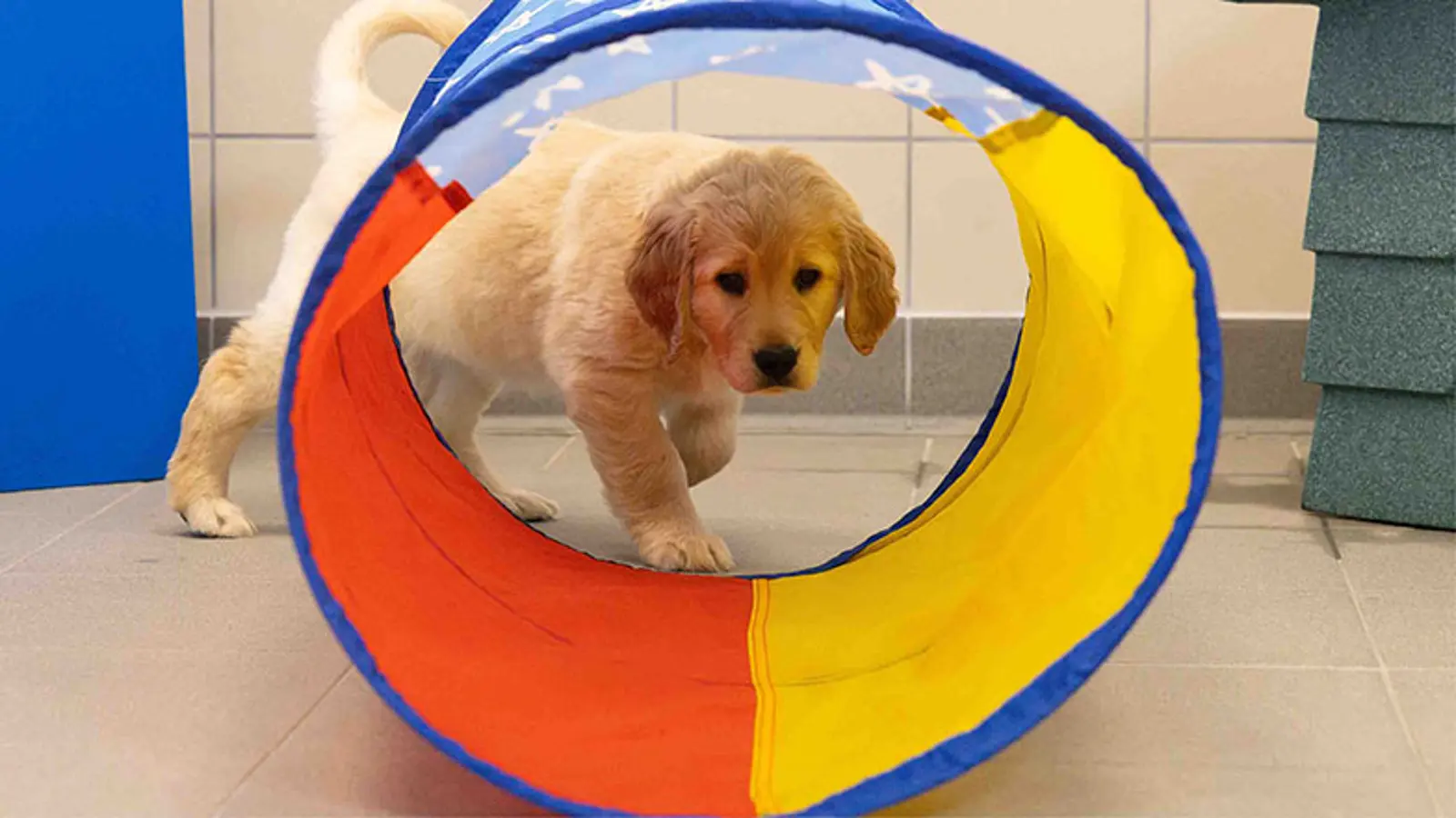 Clover stands behind a colourful toy tunnel looking through it