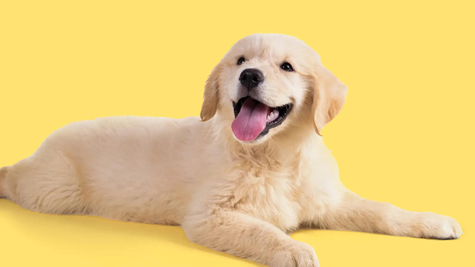 Fluffy golden retriever puppy lying down with its tongue out.