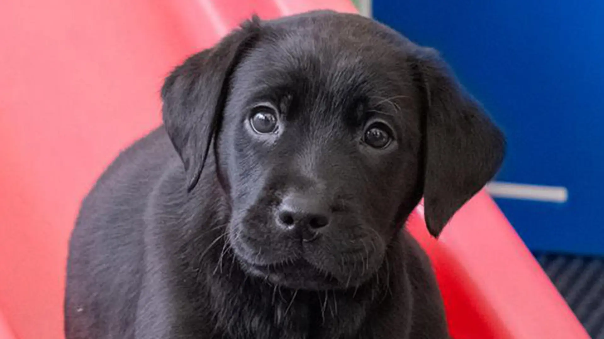 Headshot of guide dog sponsor pup Norman a black Labrador.