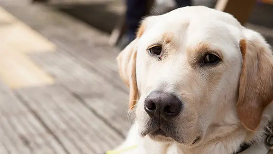 Rehomed golden Labrador, Monty, laying down