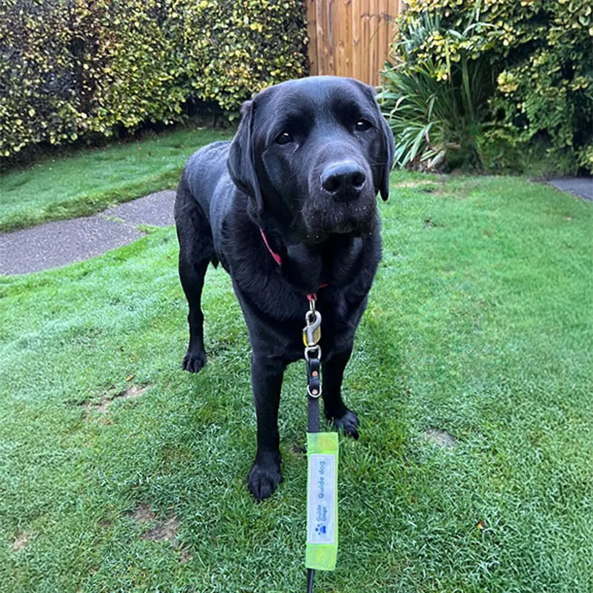 Vargo, a retired guide dog, looks at the camera