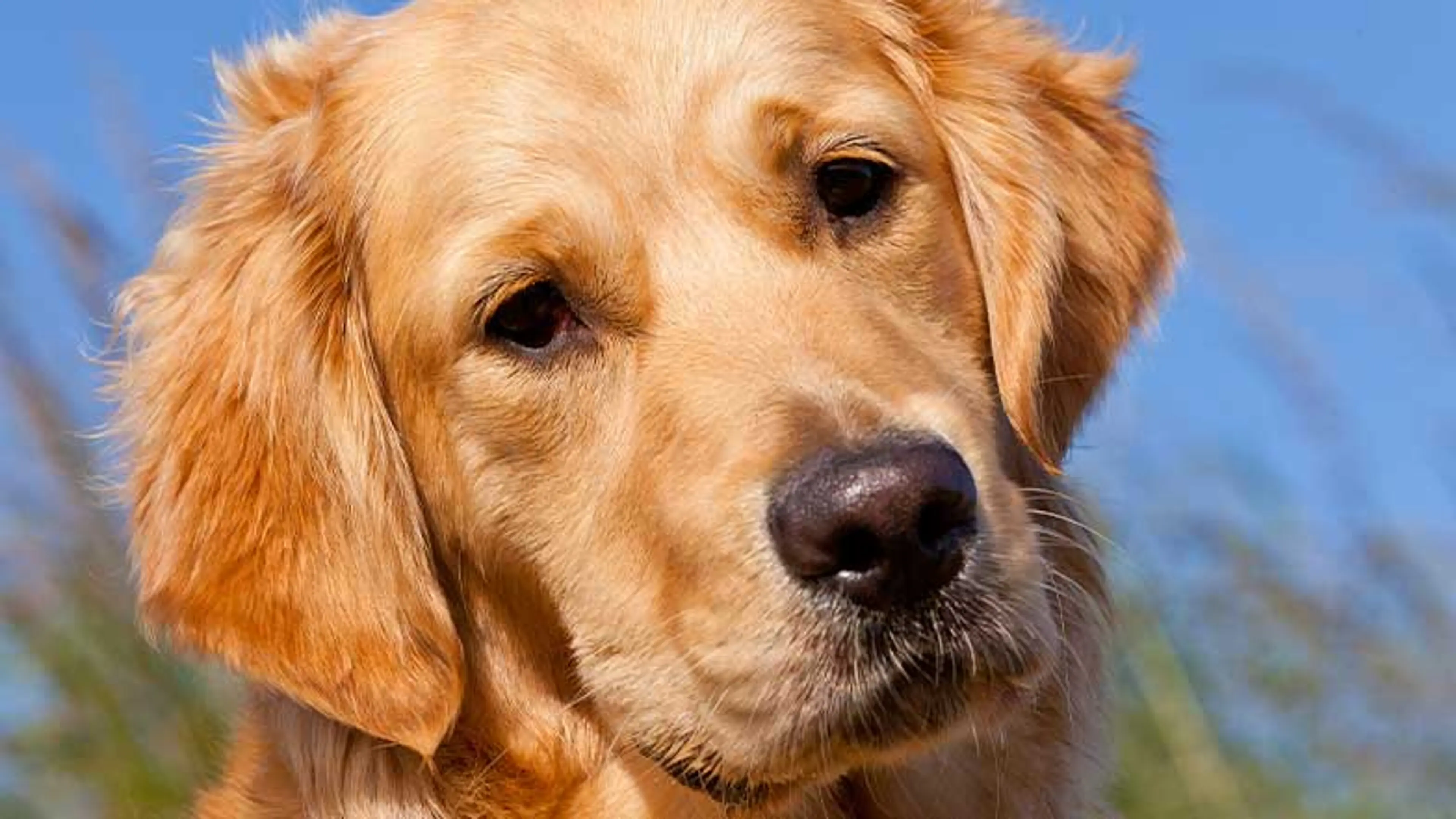 A retired Guide Dog looking at the camera