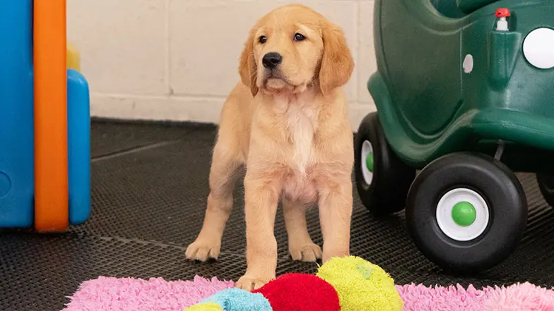 Darcy standing next to a toy car, looking to the left of the camera.
