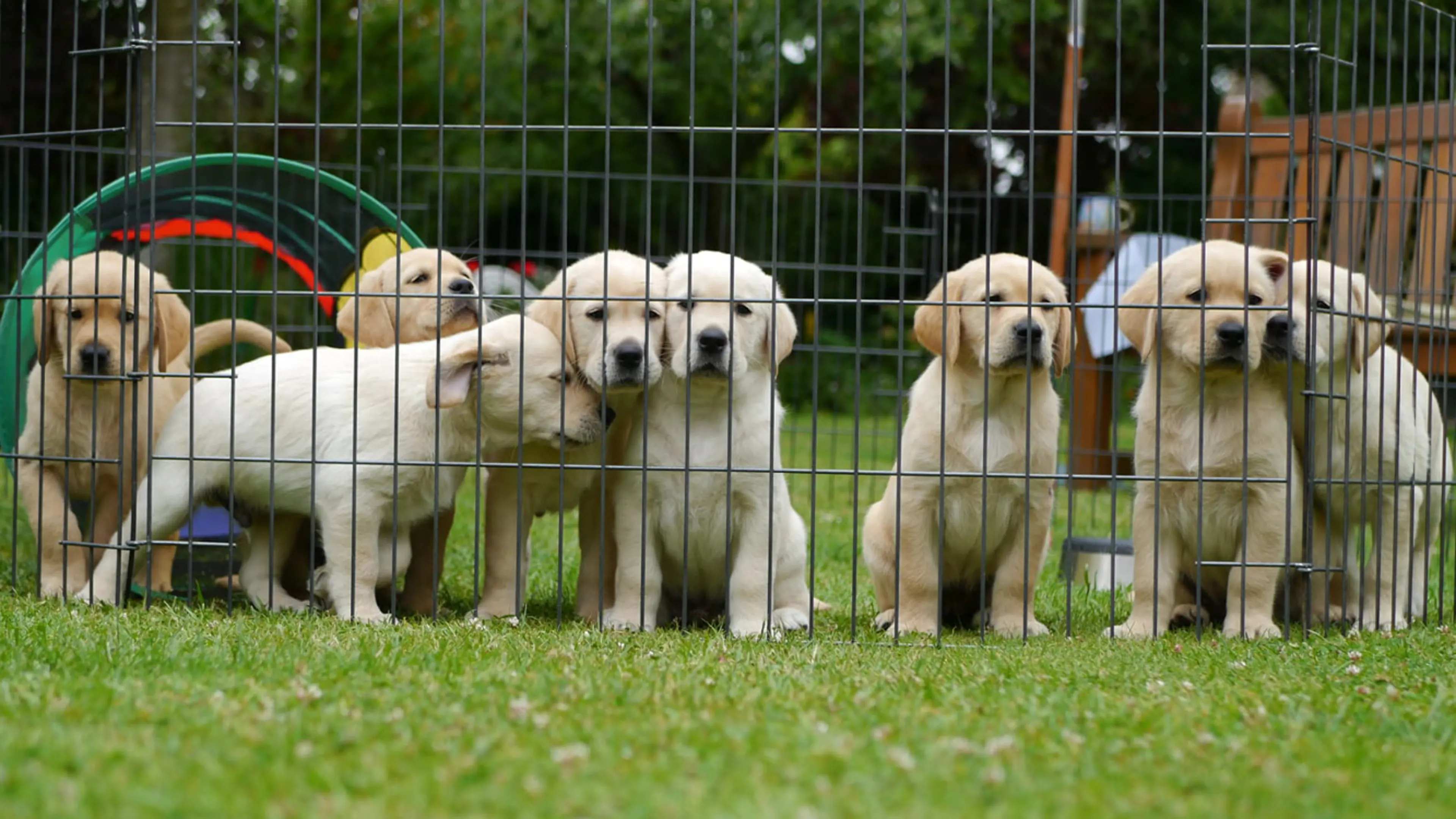 Nutmeg sitting with her seven littermates outside.
