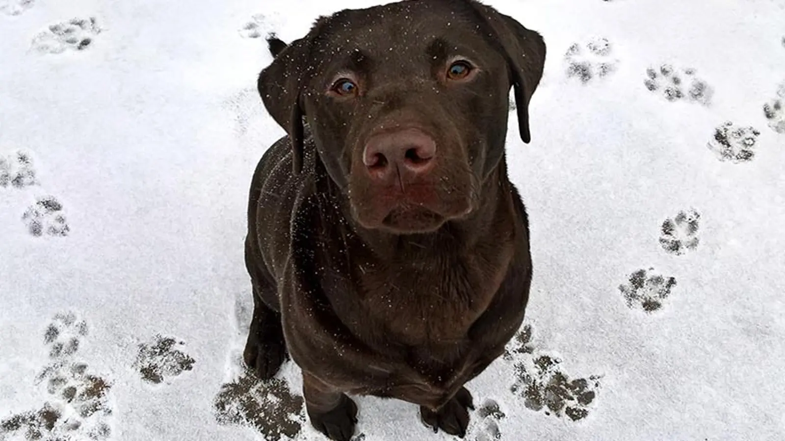 Chocolate Labrador in snow looking up at camera.
