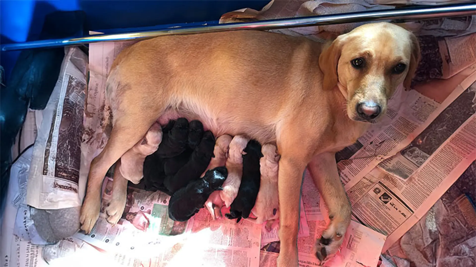 Hetty's litter snuggling with their mum.
