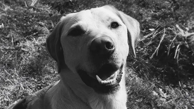 A black and white picture of Kai, a rehomed dog, looking to camera.