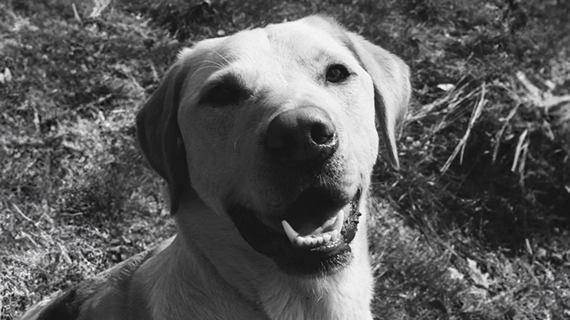 A black and white picture of Kai, a rehomed dog, looking to camera.