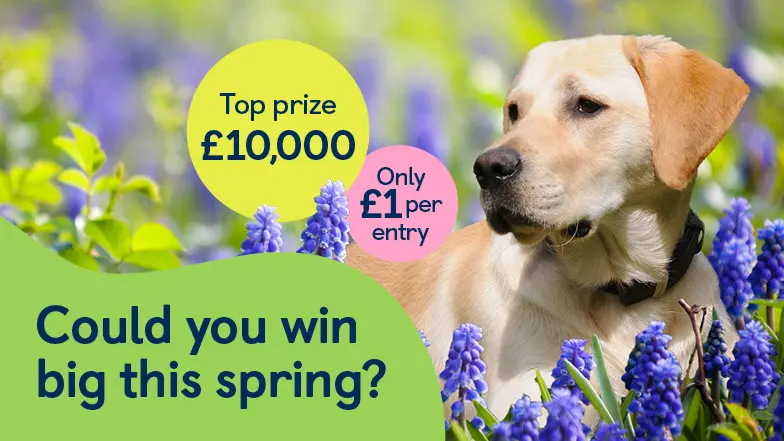 Golden Labrador with their nose pointing towards 2 bubbles, one containing the text "Top prize £10,000" and the other "Only £1 per entry". Text states "Could you win big this spring".