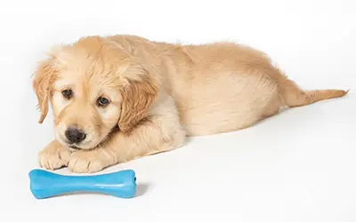 Golden Retriever puppy is lying on the floor looking at a blue bone shaped toy in front of her.