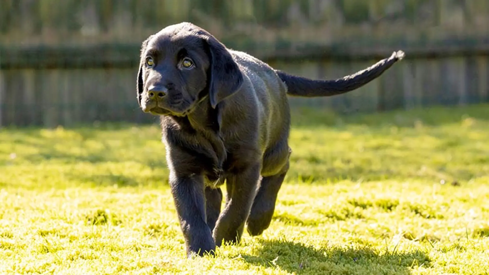Leo running outdoors in the sunshine.