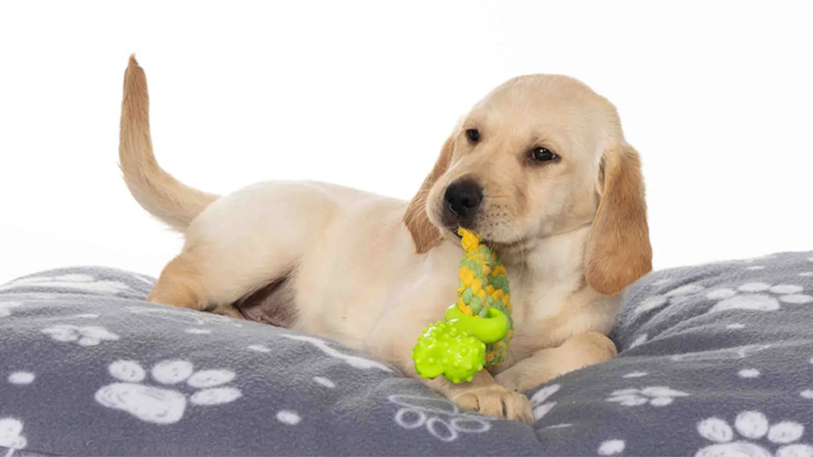 Henry lying on a dog bed with a green tug rope toy in his mouth