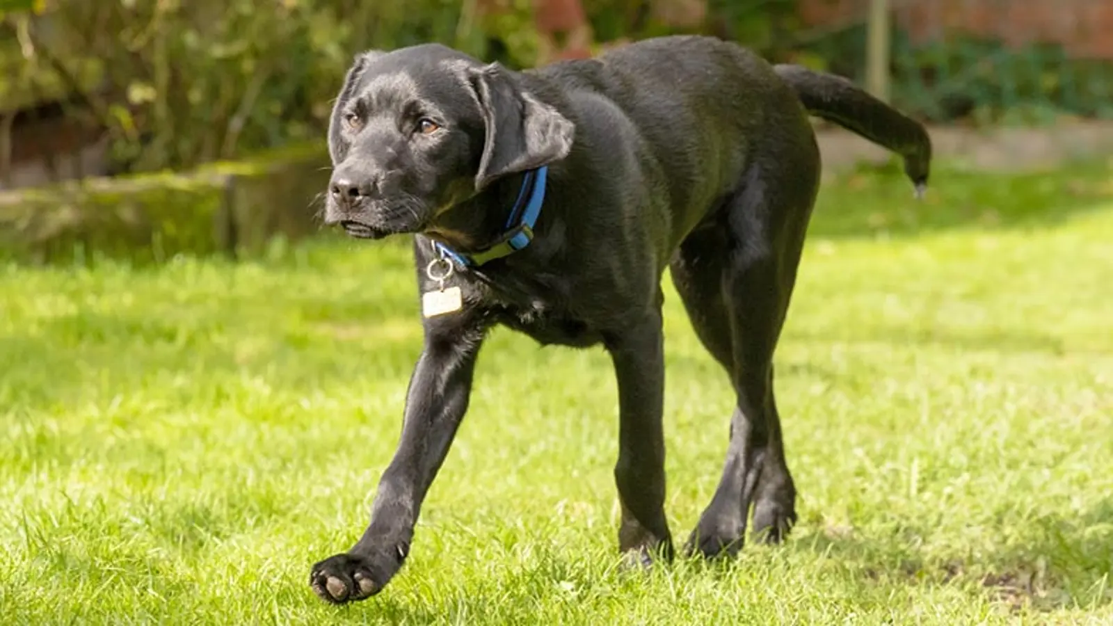 A close up of black Labrador Jack walking in the garden in the sunshine.