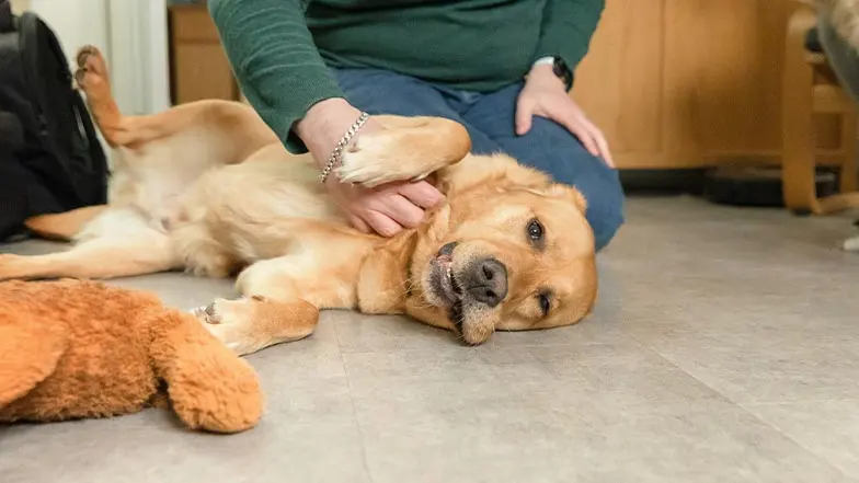 A guide dog lays on the floor as his owner kneels next to him, gently stroking his head.