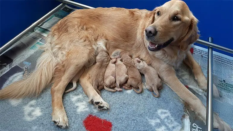 Pickle's litter snuggling with their mum.
